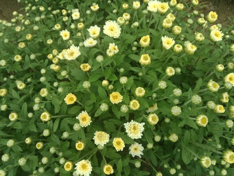 菊花苗，优质菊花苗。北京菊，亳菊，苏北菊，金丝皇菊。