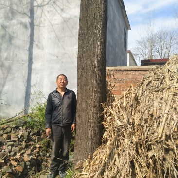 百年楸树王