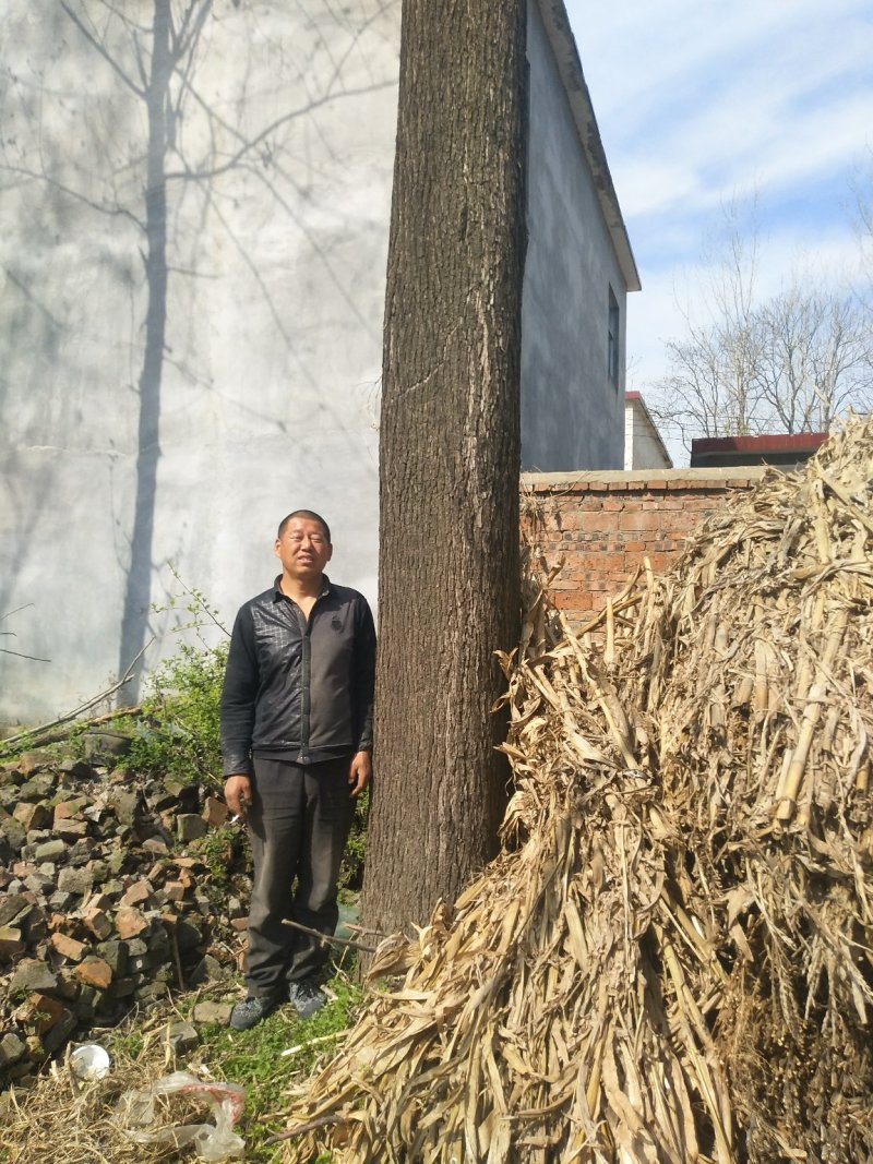 百年楸树王