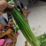 蒜苔