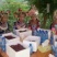 杨梅