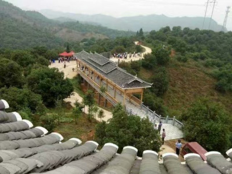杨梅