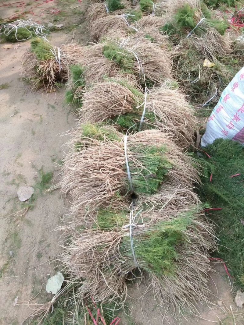 芦笋苗芦笋根白芦笋青芦笋基地直发，全程技术指导一件代发