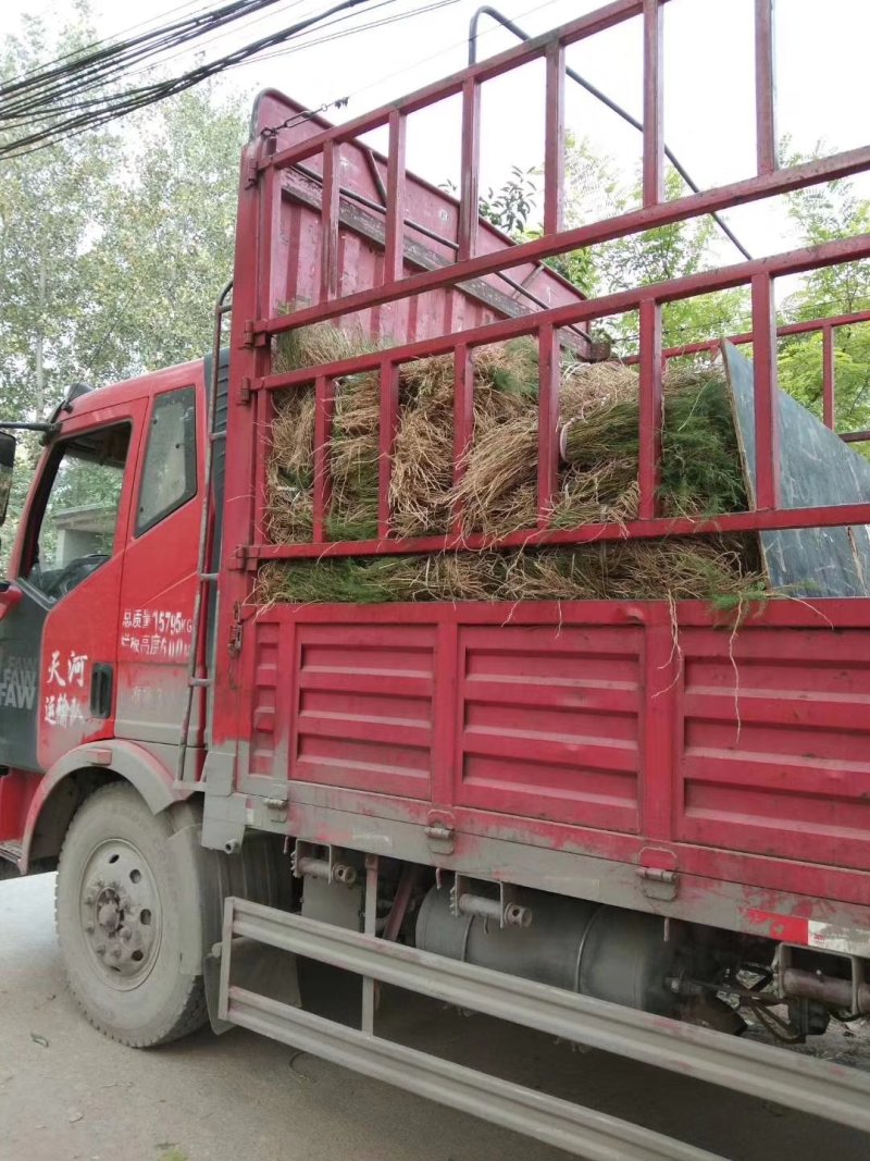 芦笋苗芦笋根白芦笋青芦笋基地直发，全程技术指导一件代发