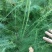 芦笋苗芦笋根白芦笋青芦笋基地直发，全程技术指导一件代发