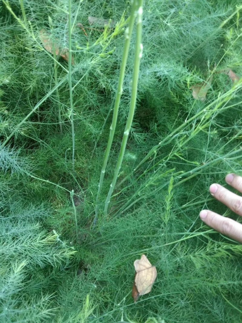 芦笋苗芦笋根白芦笋青芦笋基地直发，全程技术指导一件代发