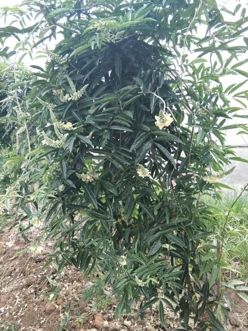小叶牛大力种子牛大力种子