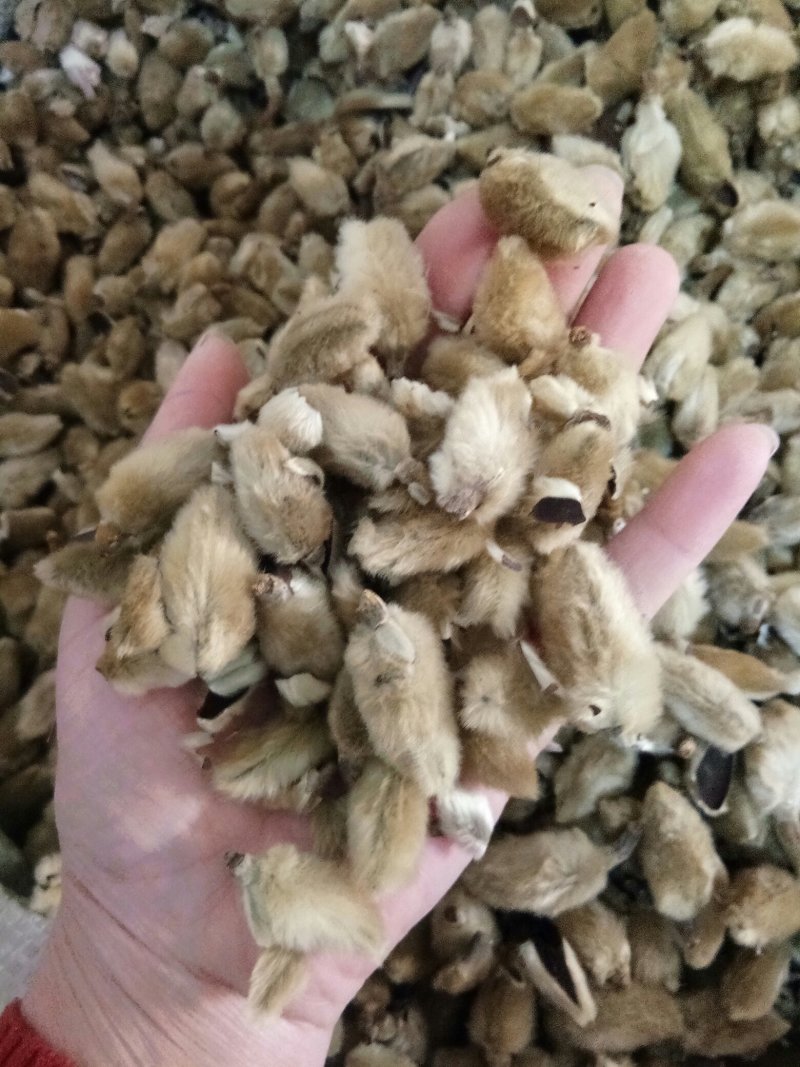 辛夷花大别山正品野生规格齐全中药材