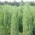 刺松为优良的园林绿化树种，树形美丽，叶片苍翠，冬夏常青，