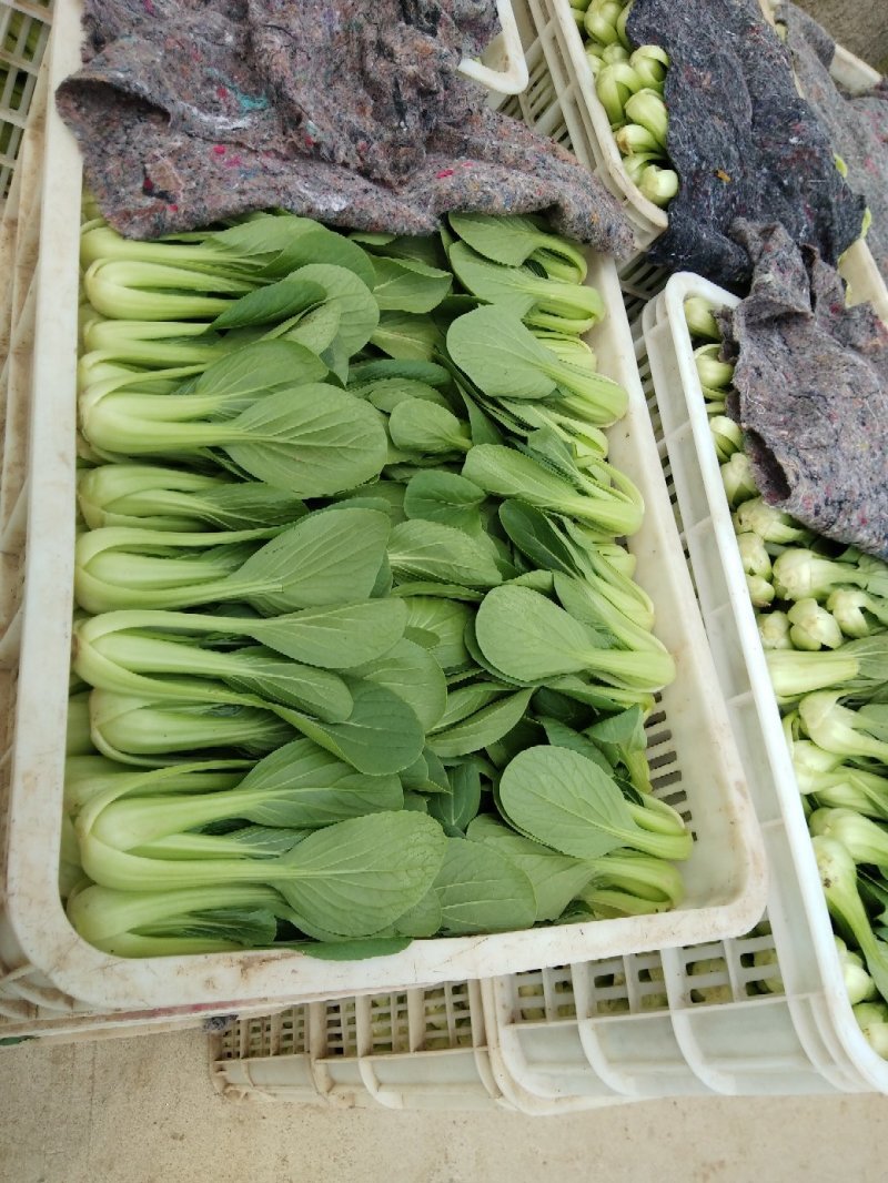 长期供应精品上海青小油菜，保质保量，电商，商超，，对接