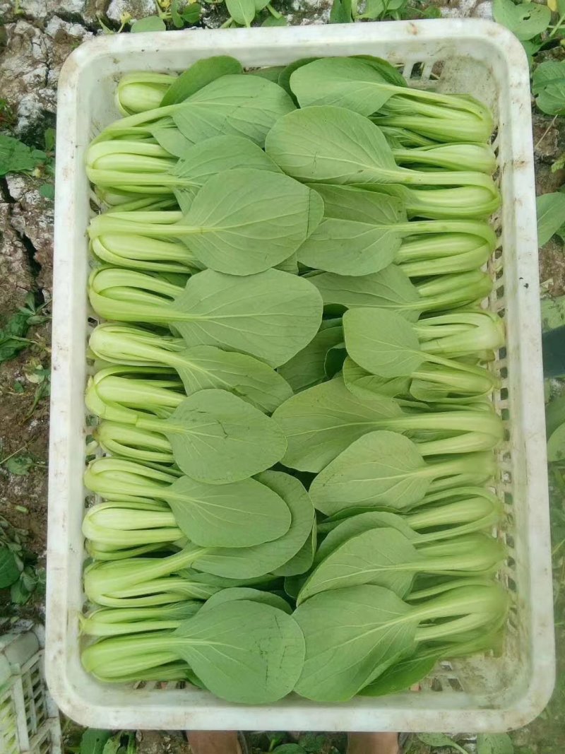 长期供应精品上海青小油菜，保质保量，电商，商超，，对接