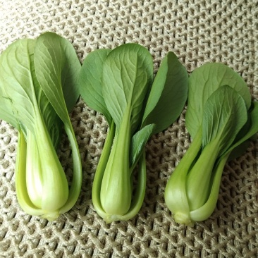长期供应精品上海青小油菜，保质保量，电商，商超，，对接