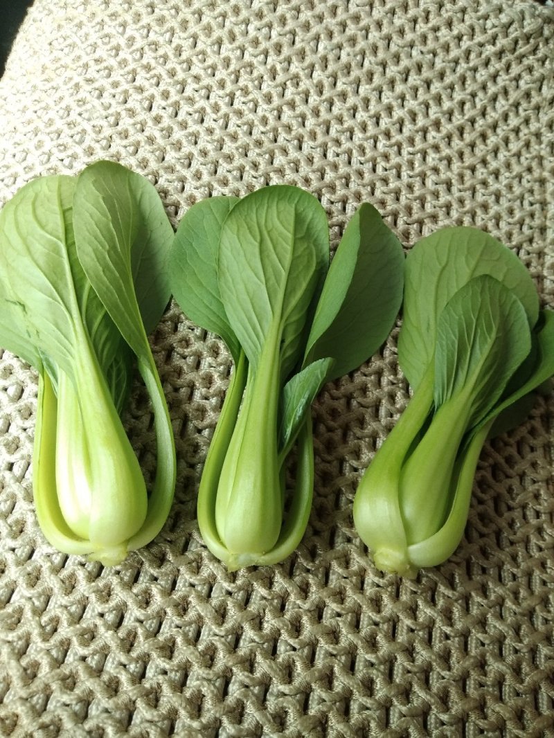 长期供应精品上海青小油菜，保质保量，电商，商超，，对接