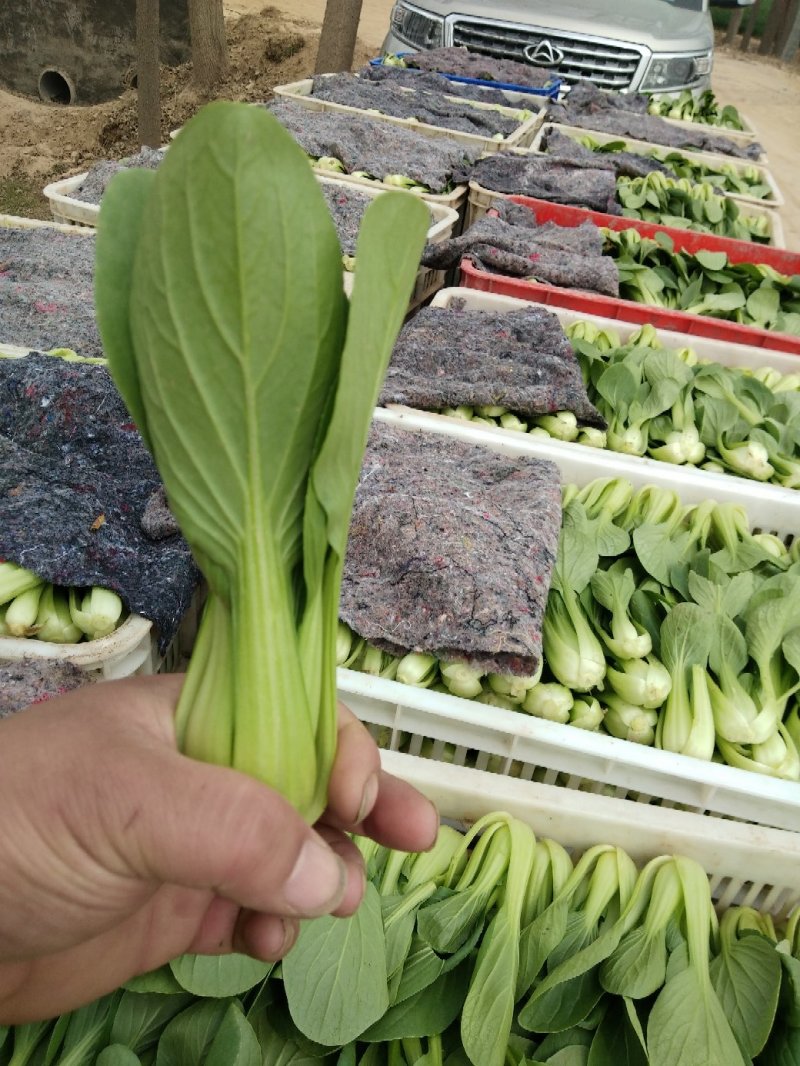 长期供应精品上海青小油菜，保质保量，电商，商超，，对接