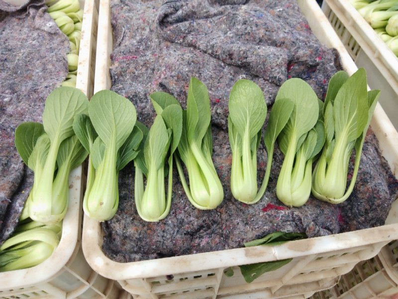长期供应精品上海青小油菜，保质保量，电商，商超，，对接