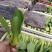 长期供应精品上海青小油菜，保质保量，电商，商超，，对接