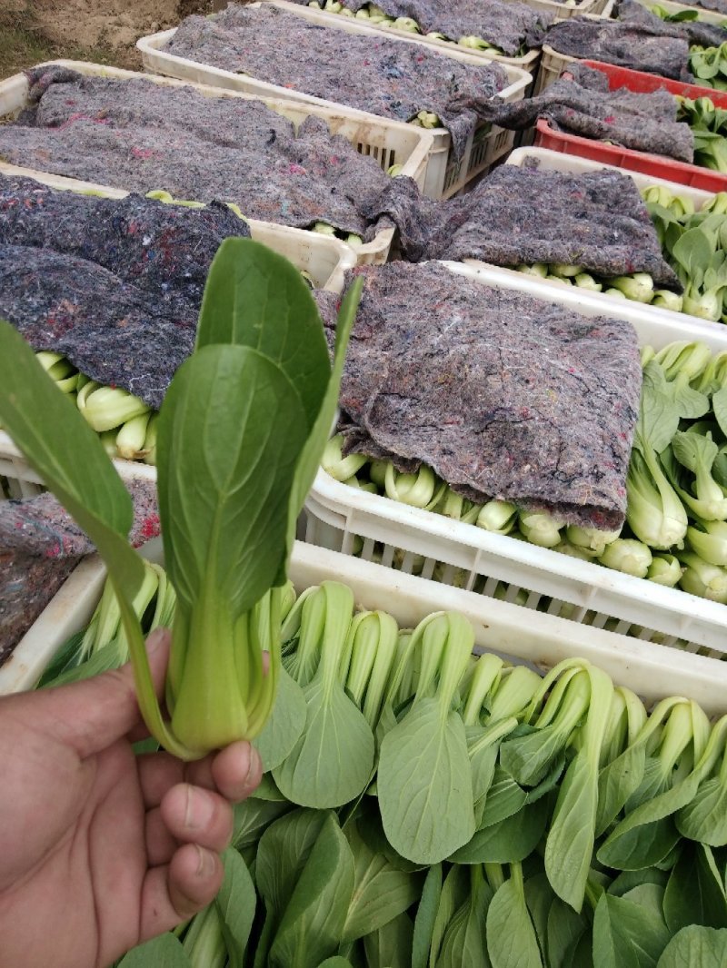 长期供应精品上海青小油菜，保质保量，电商，商超，，对接