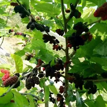 攀枝花盐边精品桑葚，桑葚干代办销售