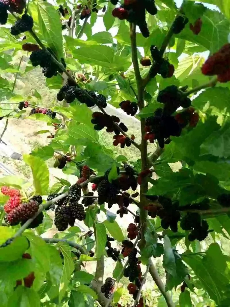 攀枝花盐边精品桑葚，桑葚干代办销售
