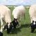 黑头杜泊羊怀孕羊羊羔买十只送种公羊包运输诚信合作