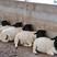 黑头杜泊羊怀孕羊羊羔买十只送种公羊包运输诚信合作