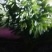 费菜，救心菜，养心菜，高钙菜