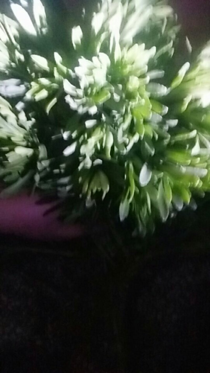 费菜，救心菜，养心菜，高钙菜