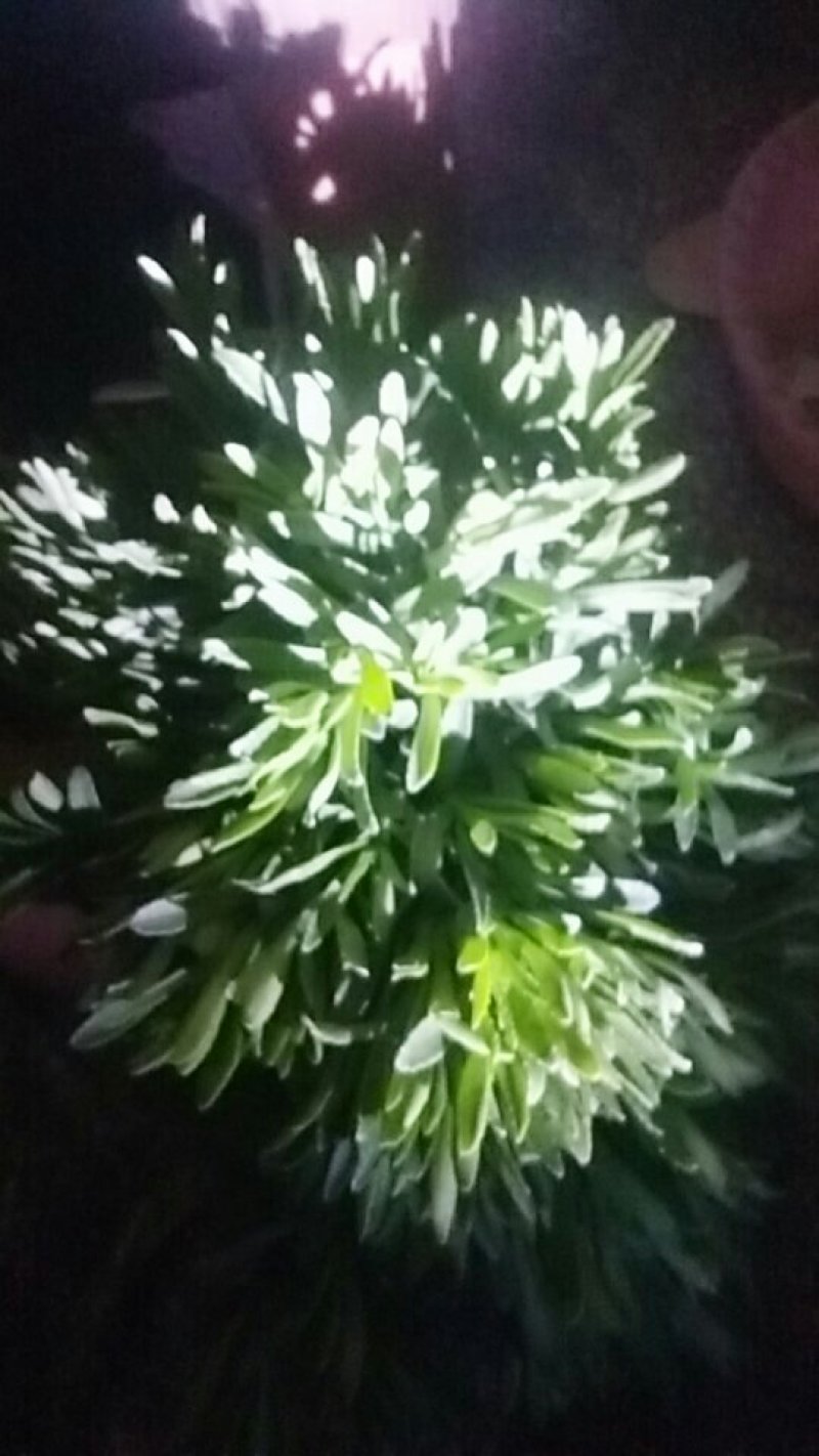 费菜，救心菜，养心菜，高钙菜