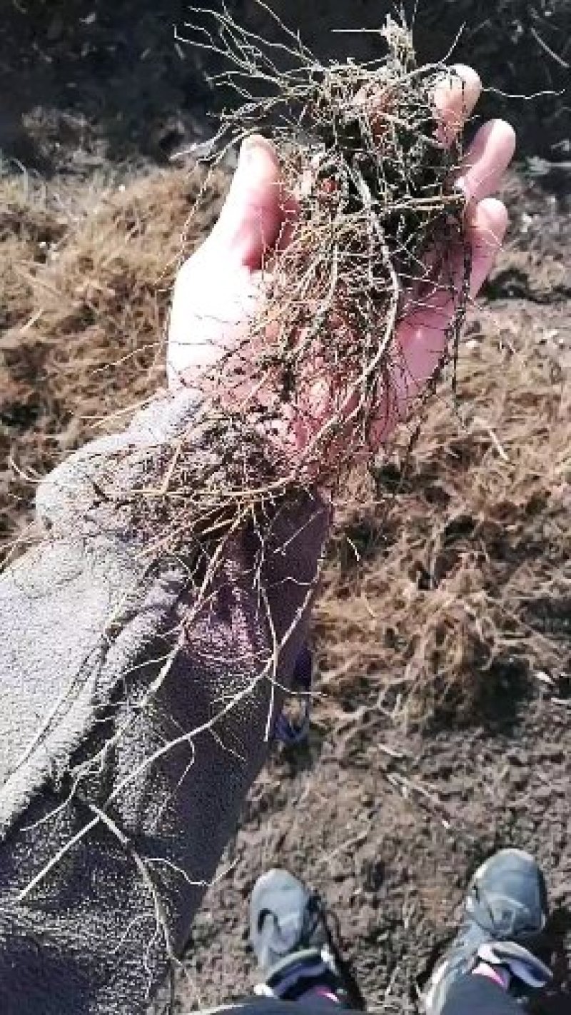 威灵仙苗铁脚铁线莲威灵仙2年大苗