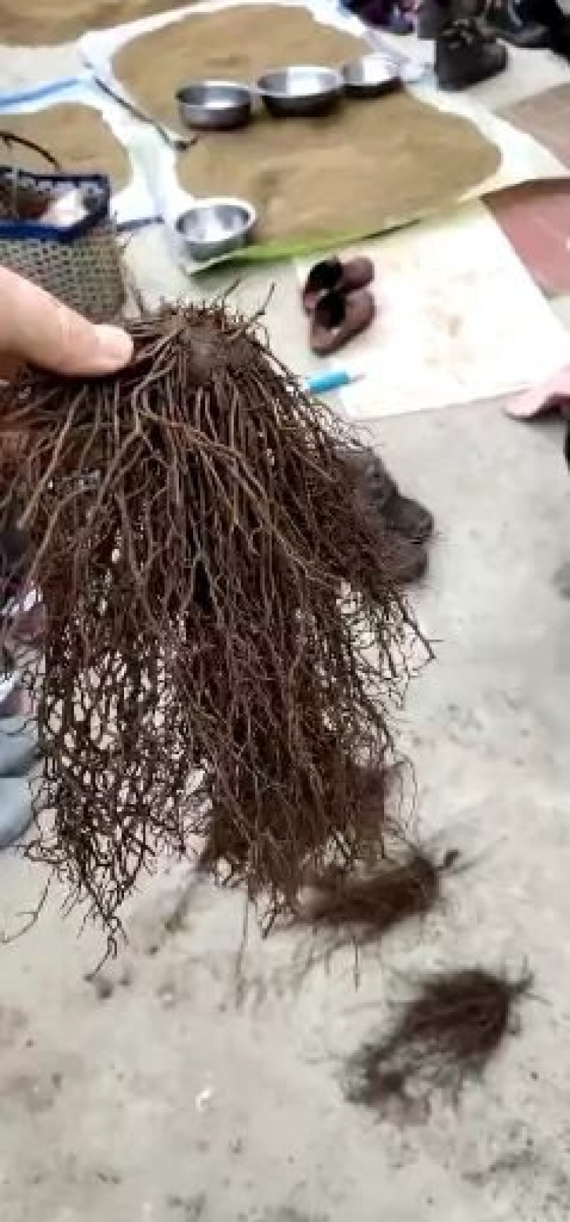 威灵仙苗铁脚铁线莲威灵仙2年大苗