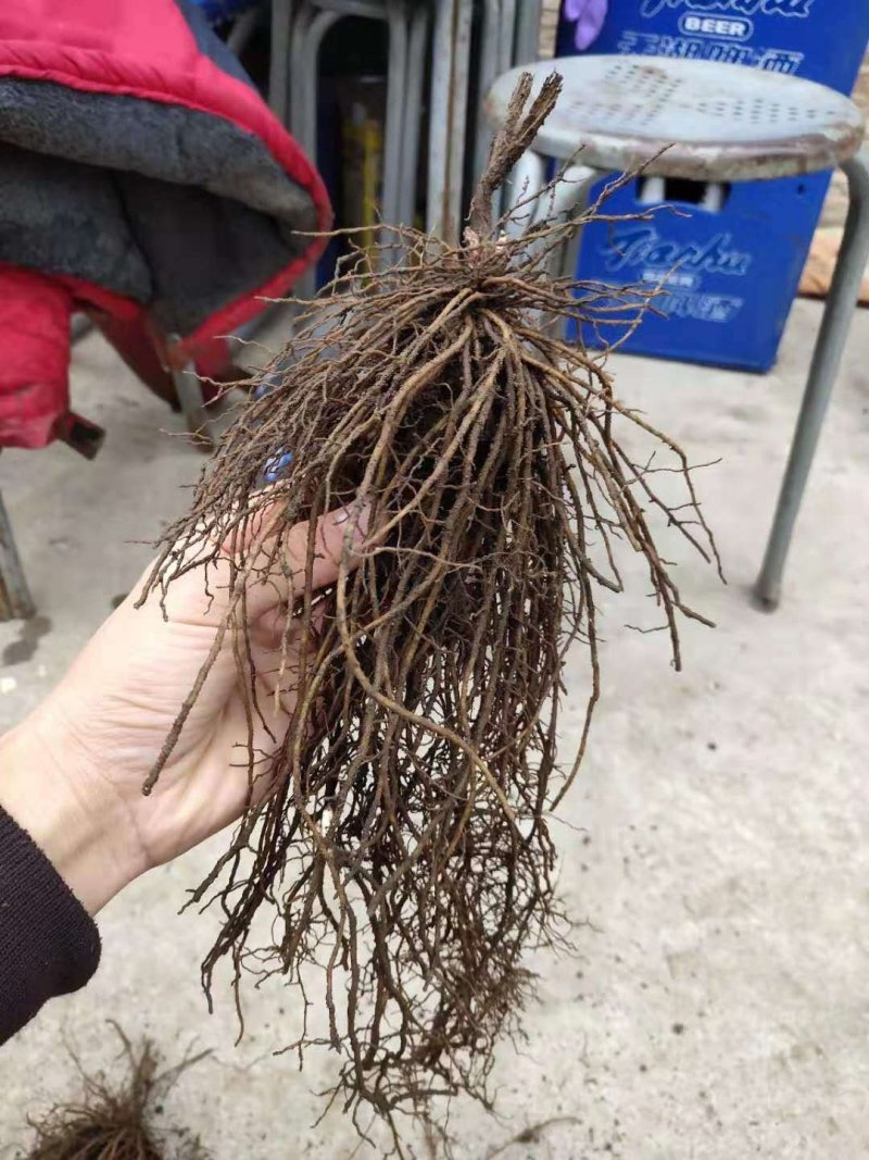 威灵仙苗铁脚铁线莲威灵仙2年大苗