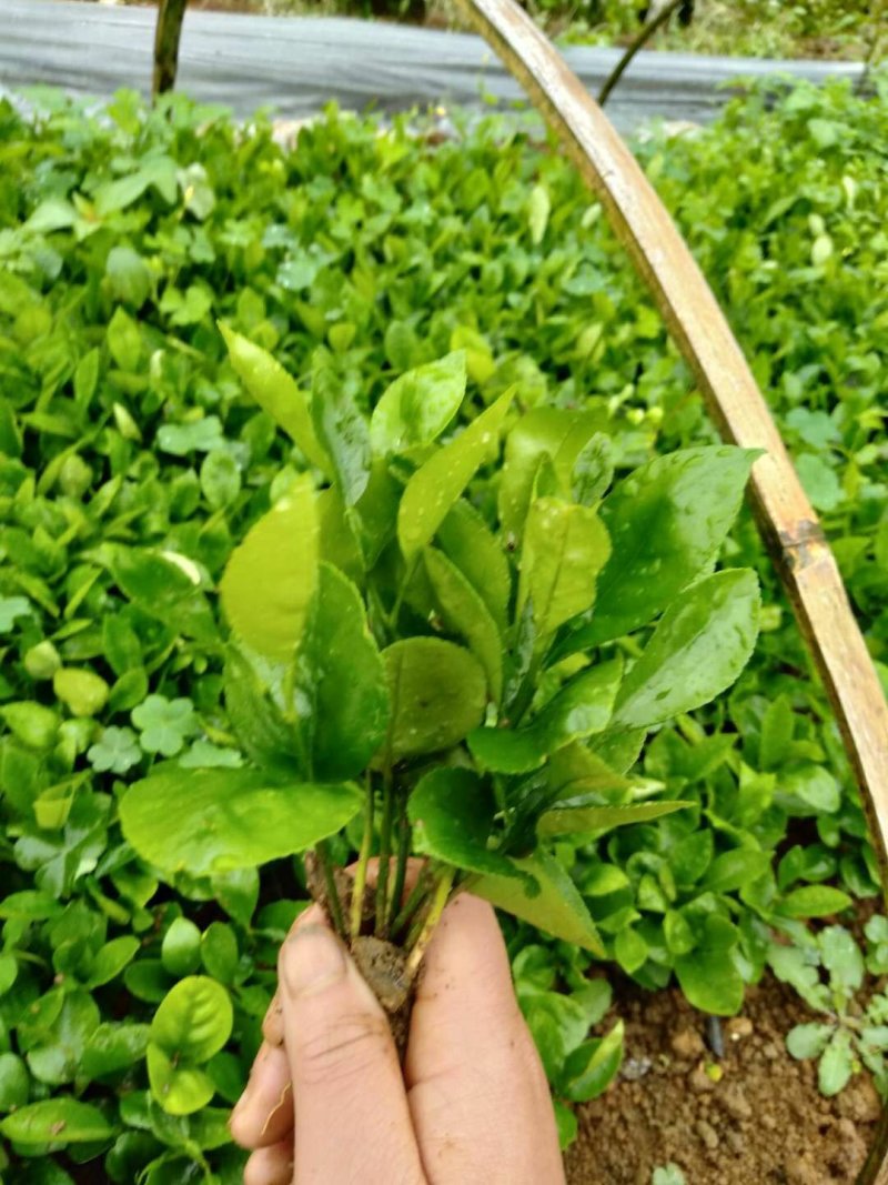 柚子苗柚子树苗酸柚芽苗广西桂林产地直销包邮
