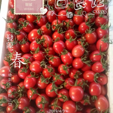 圣女果千禧圣女果圣女果批发精品圣女果莘县圣女果
