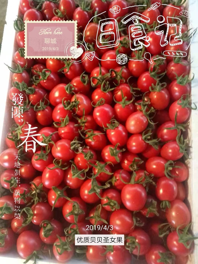 圣女果千禧圣女果圣女果批发精品圣女果莘县圣女果