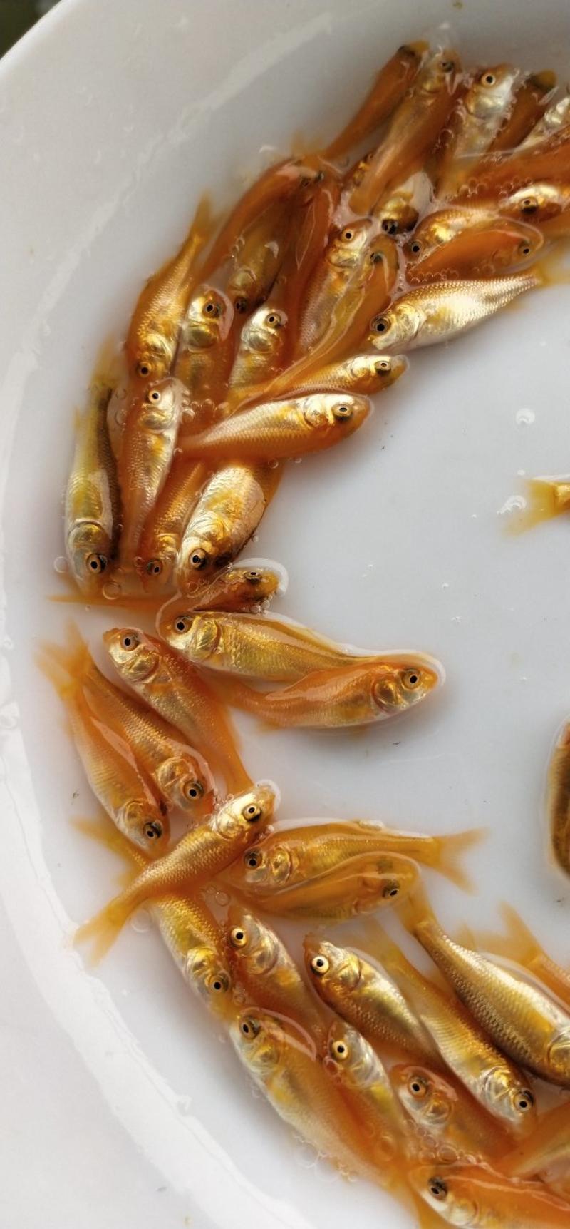 红鲤鱼苗兴国红鲤鱼苗3-4公分产地直供