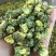 产地直销菊花茶胎菊散装罐装