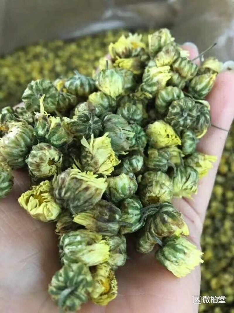 产地直销菊花茶胎菊散装罐装