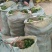 【规格齐全】15-20cm卫矛苗.卫矛床苗苗圃直发