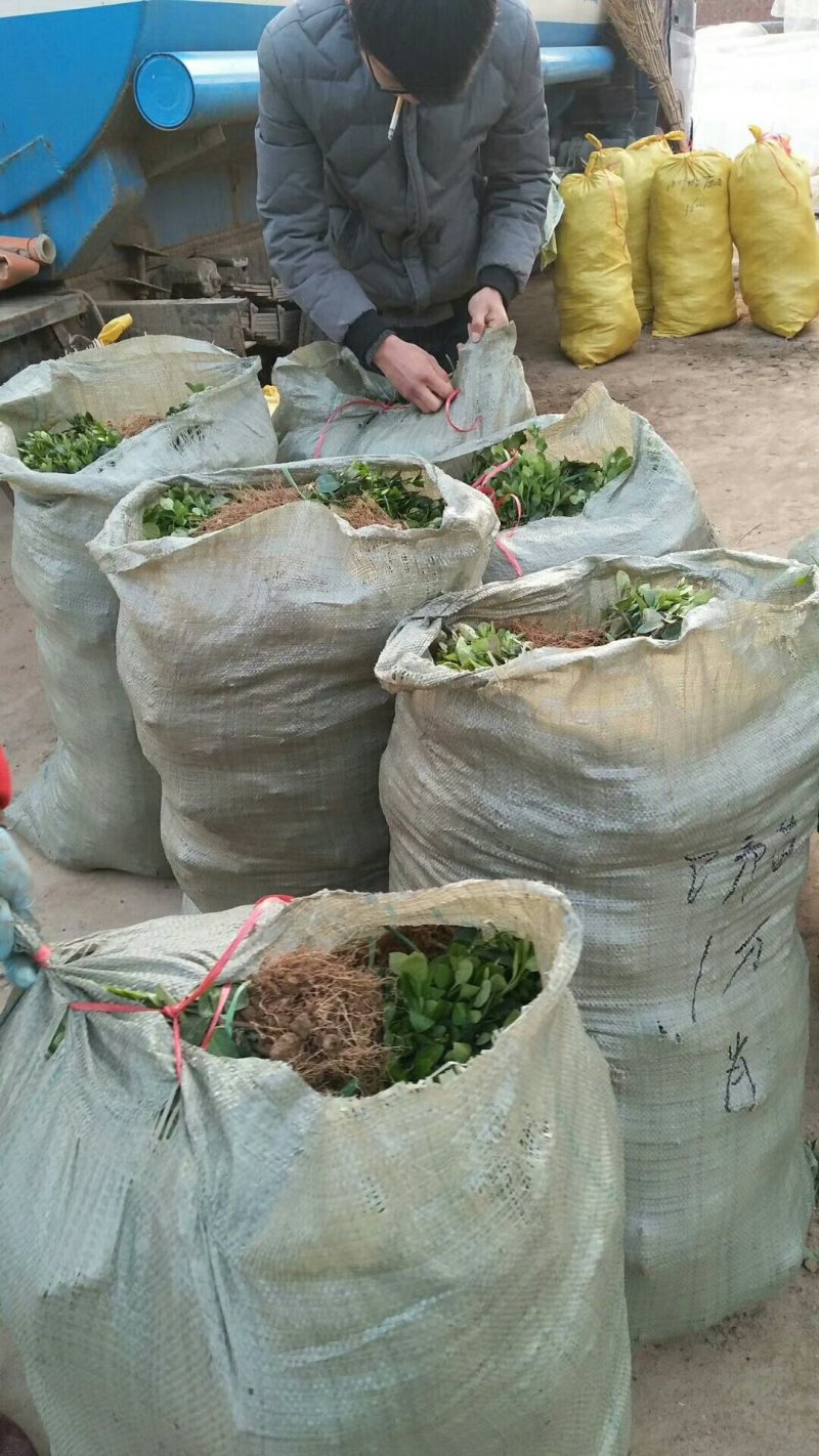 【规格齐全】15-20cm卫矛苗.卫矛床苗苗圃直发