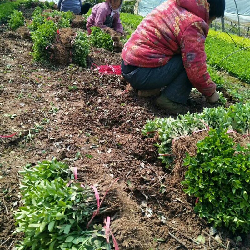 【规格齐全】15-20cm卫矛苗.卫矛床苗苗圃直发