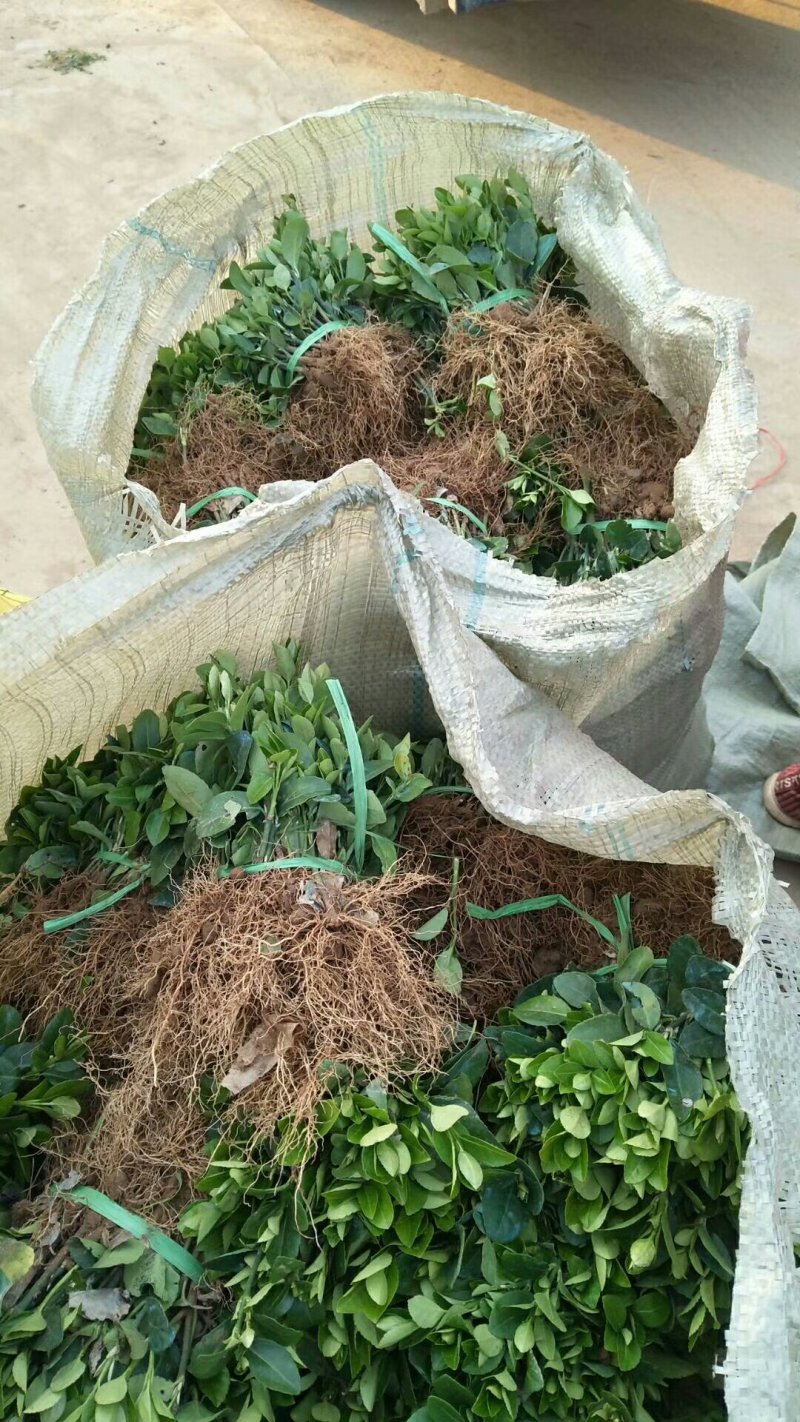 【规格齐全】15-20cm卫矛苗.卫矛床苗苗圃直发