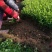 【规格齐全】15-20cm卫矛苗.卫矛床苗苗圃直发