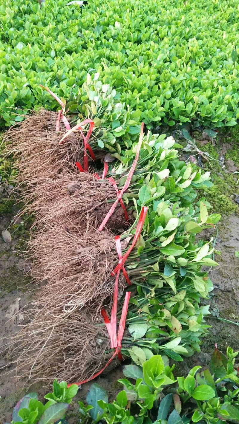 【规格齐全】15-20cm卫矛苗.卫矛床苗苗圃直发
