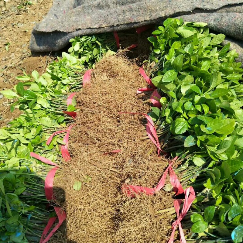 【规格齐全】15-20cm卫矛苗.卫矛床苗苗圃直发