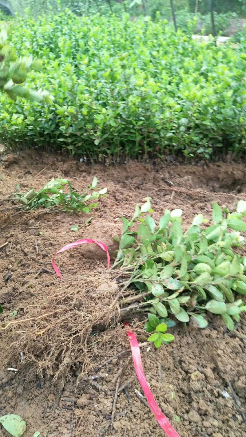 【规格齐全】15-20cm卫矛苗.卫矛床苗苗圃直发
