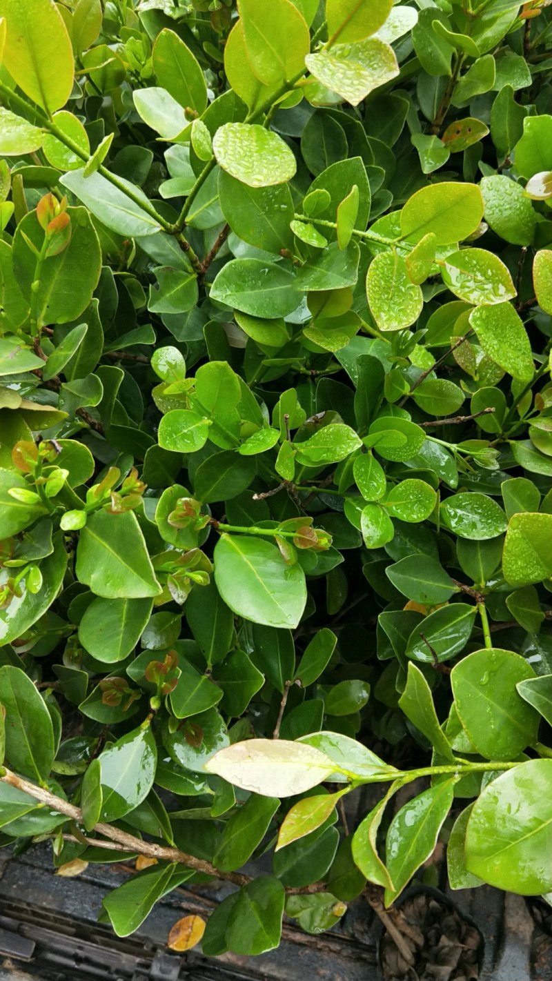 【番石榴苗】草莓番石榴苗草莓番石榴苗