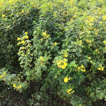 大量批发黄花槐苗黄花槐大苗