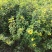 大量批发黄花槐苗黄花槐大苗