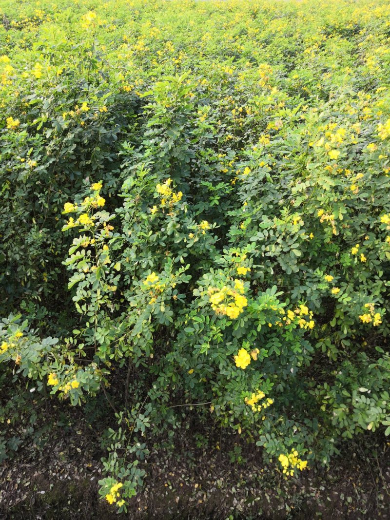 大量批发黄花槐苗黄花槐大苗