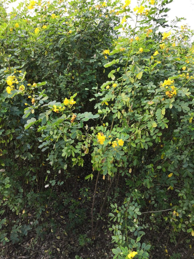 大量批发黄花槐苗黄花槐大苗